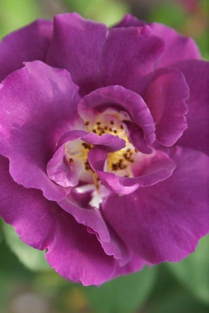  Roos (Rosa 'Rhapsody In Blue')