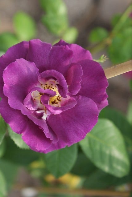  Roos (Rosa 'Rhapsody In Blue')