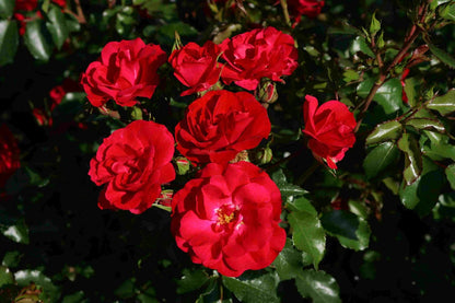  Bodembedekkende Roos (Rosa 'Rotilia')