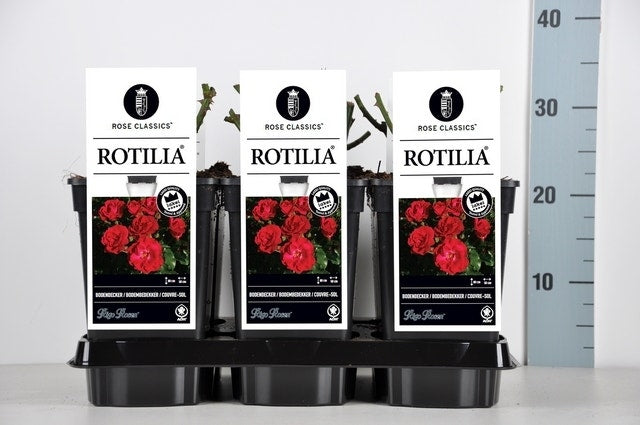  Bodembedekkende Roos (Rosa 'Rotilia')