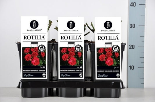  Bodembedekkende Roos (Rosa 'Rotilia')