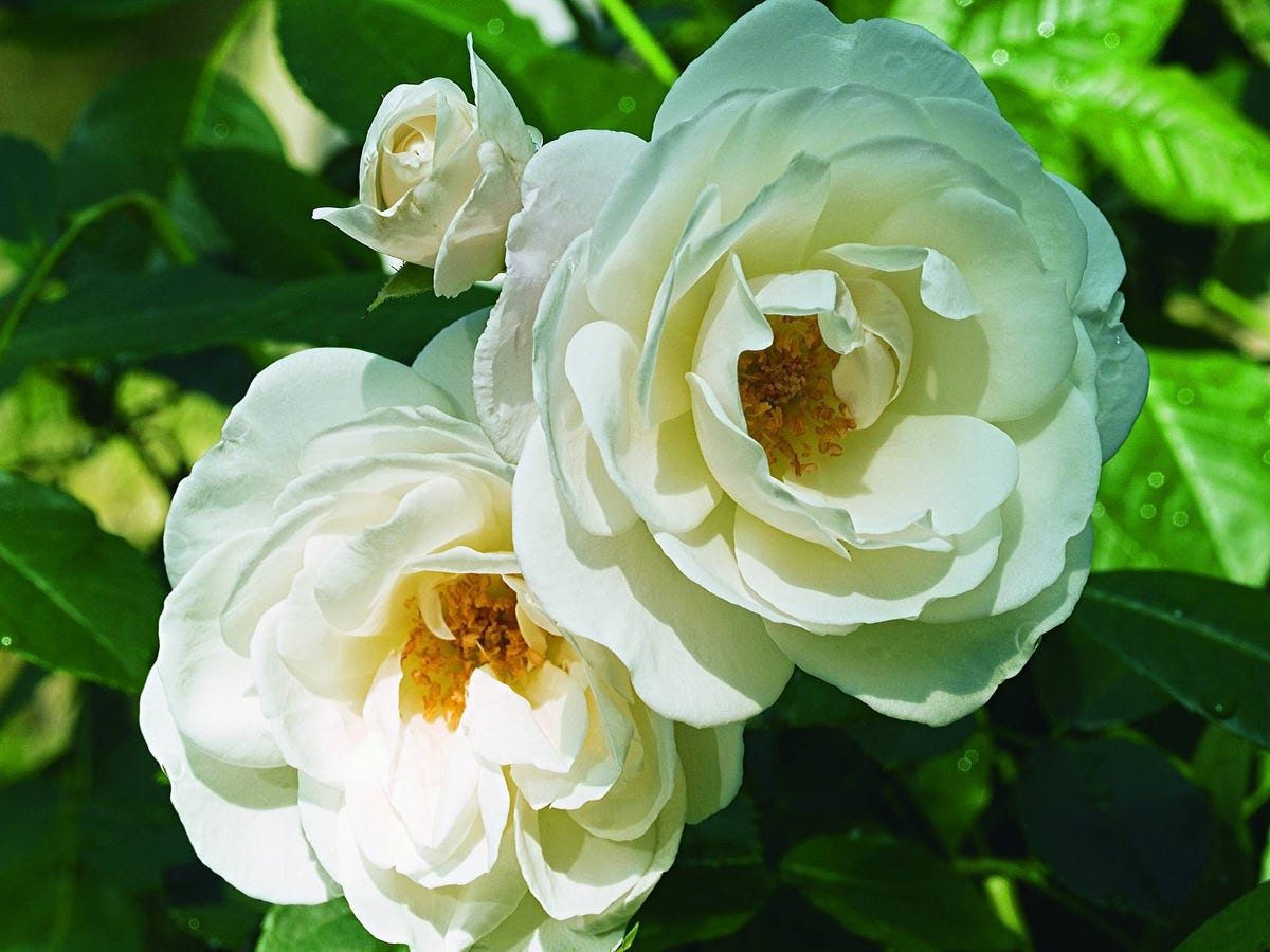  Roos (Rosa 'Schneewittchen')