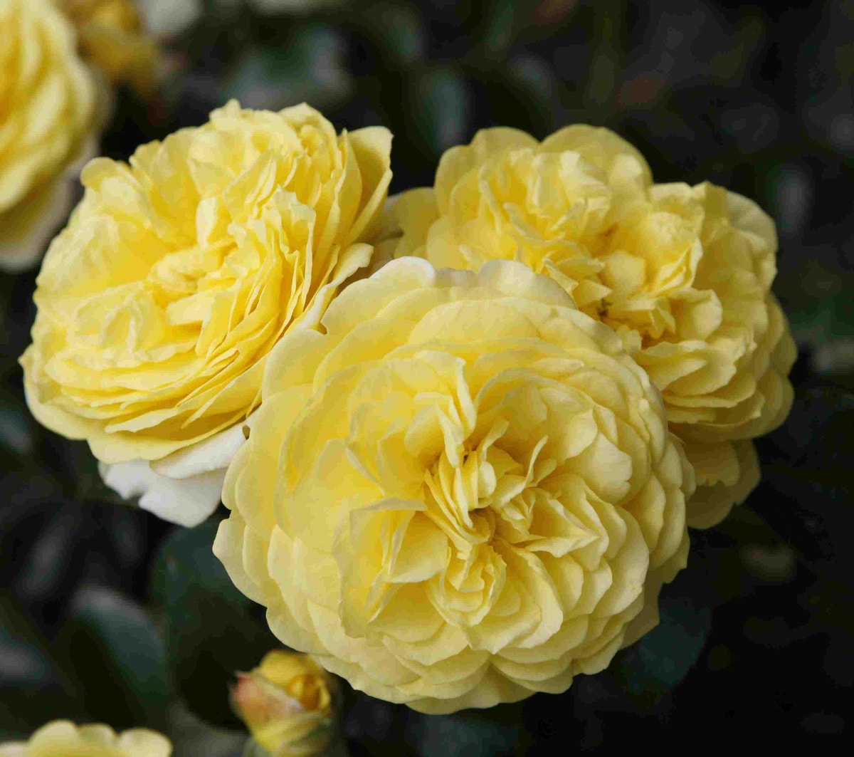  Bodembedekkende Roos (Rosa 'Solero')