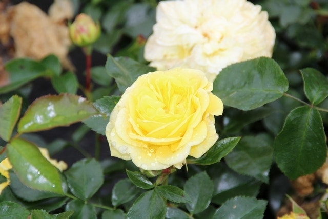  Bodembedekkende Roos (Rosa 'Solero')