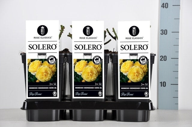  Bodembedekkende Roos (Rosa 'Solero')