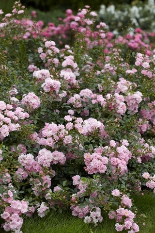  Bodembedekkende Roos (Rosa 'The Fairy')