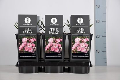  Bodembedekkende Roos (Rosa 'The Fairy')