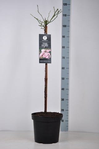  Stamroos (Rosa 'The Fairy')