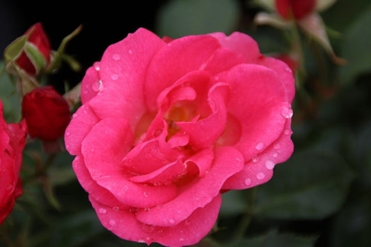  Trosroos (Rosa 'Ville De Roeulx')