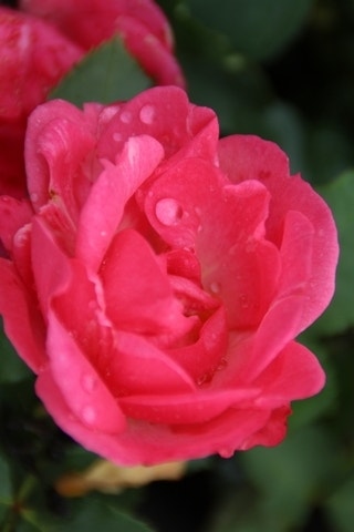  Trosroos (Rosa 'Ville De Roeulx')