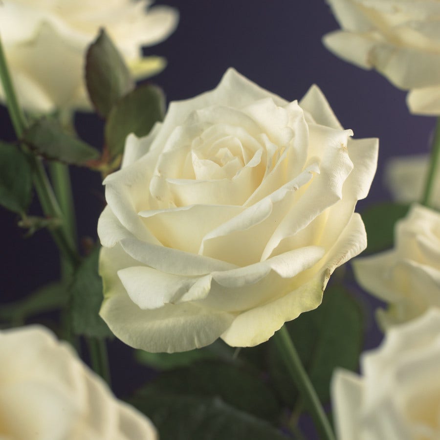 Klimroos (Rosa 'White Climber')