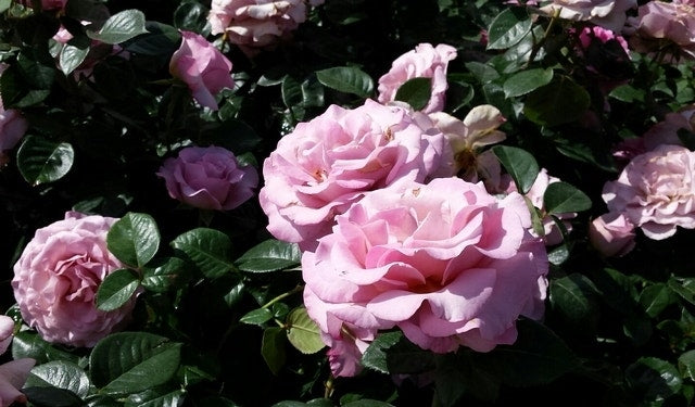  Grootbloemige Roos (Rosa 'Blue Girl')