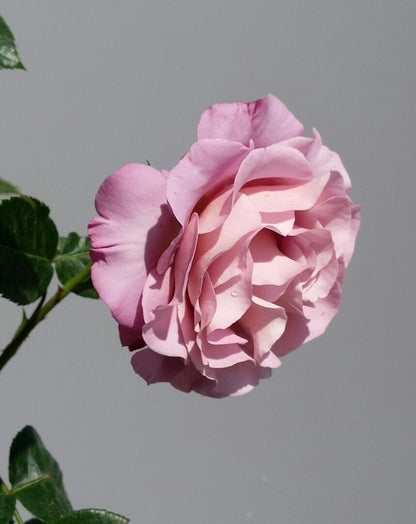  Grootbloemige Roos (Rosa 'Blue Girl')