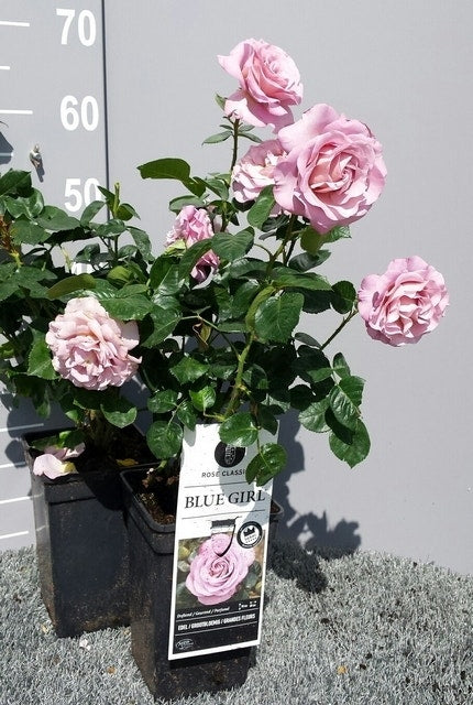  Grootbloemige Roos (Rosa 'Blue Girl')