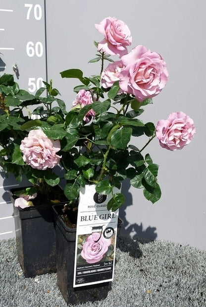  Grootbloemige Roos (Rosa 'Blue Girl')