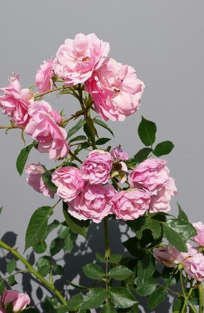  Trosroos (Rosa 'Bonica 82')