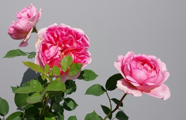  Engelse Roos (Rosa 'Boscobel')