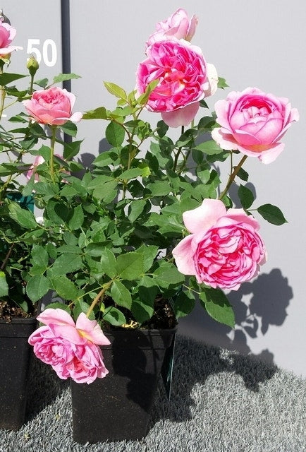  Engelse Roos (Rosa 'Boscobel')