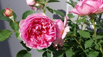  Engelse Roos (Rosa 'Boscobel')