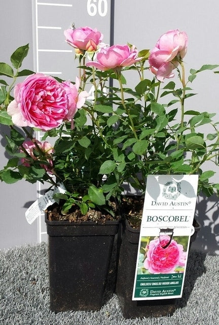  Engelse Roos (Rosa 'Boscobel')