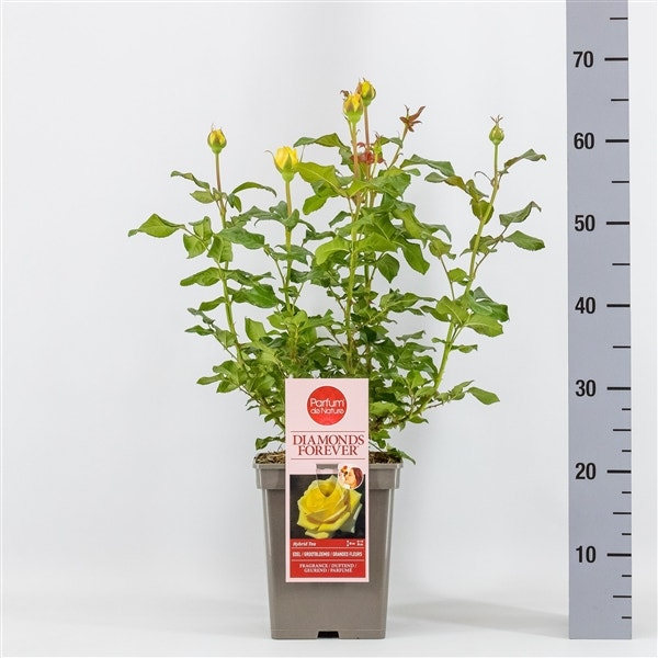  Grootbloemige Roos (Rosa 'Diamonds Forever')