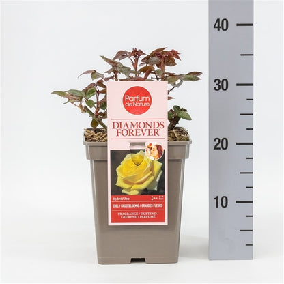  Grootbloemige Roos (Rosa 'Diamonds Forever')