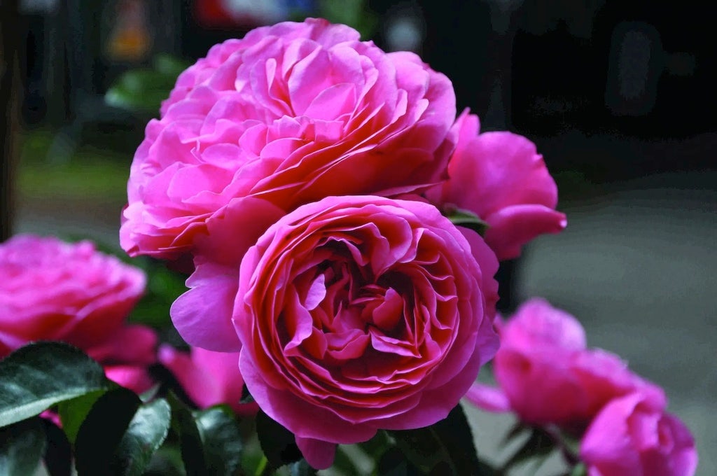  Trosroos (Rosa 'Leonardo Da Vinci')