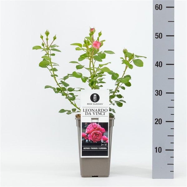  Trosroos (Rosa 'Leonardo Da Vinci')