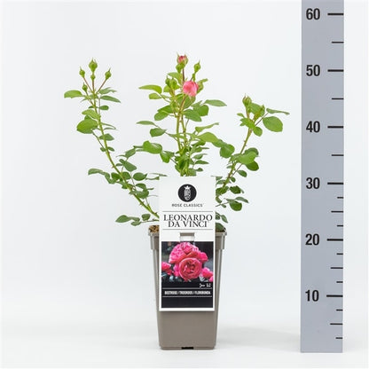  Trosroos (Rosa 'Leonardo Da Vinci')