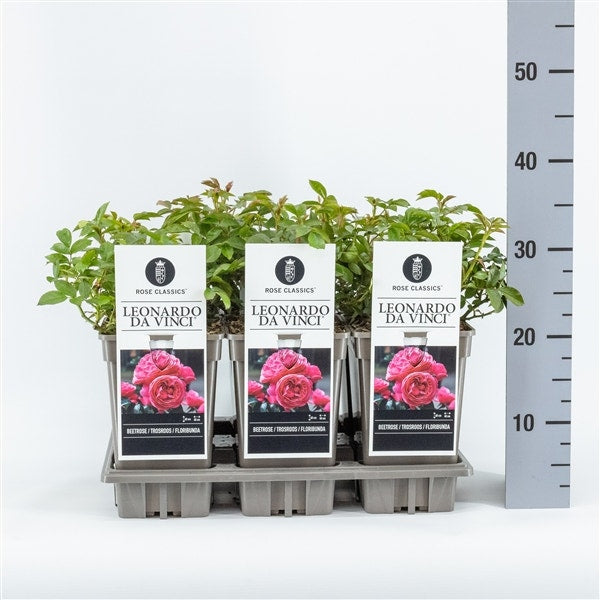  Trosroos (Rosa 'Leonardo Da Vinci')