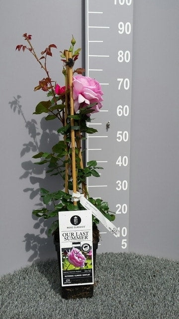  Klimroos (Rosa 'Our Last Summer')