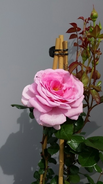  Klimroos (Rosa 'Our Last Summer')