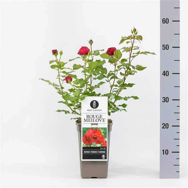  Trosroos (Rosa 'Rouge Meilove')