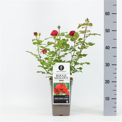  Trosroos (Rosa 'Rouge Meilove')