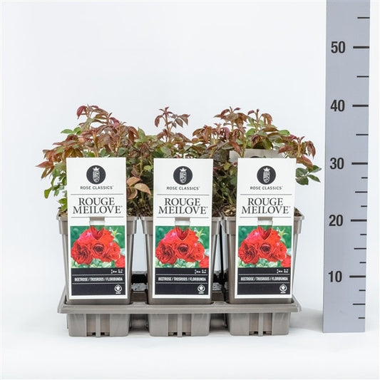  Trosroos (Rosa 'Rouge Meilove')