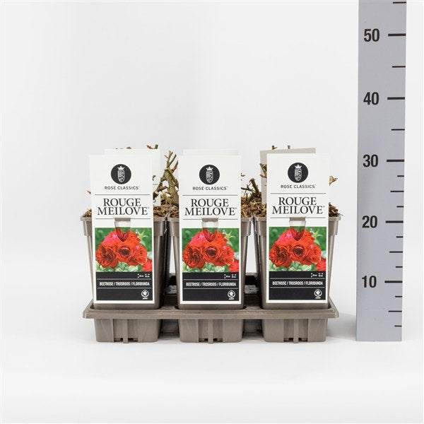  Trosroos (Rosa 'Rouge Meilove')