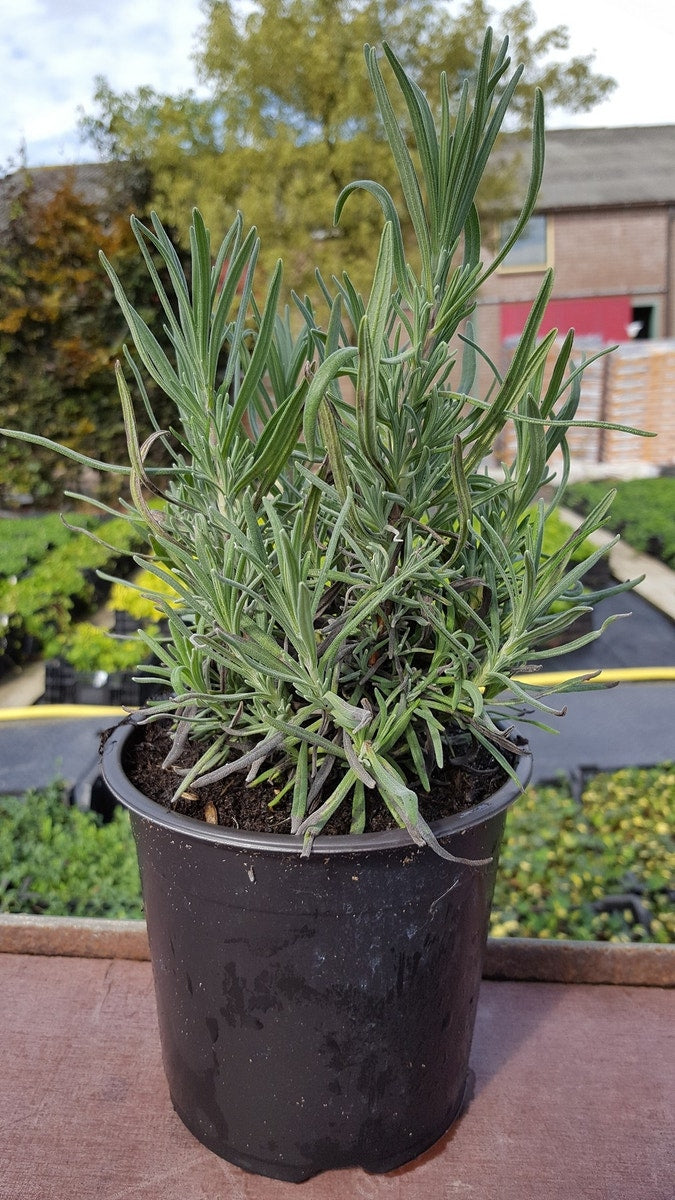  Roze Lavendel (Lavandula Angustifolia 'Rosea')
