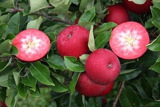  Appelboom (Malus Domestica 'Rosette')
