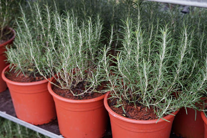  Rozemarijn (Rosmarinus Officinalis)