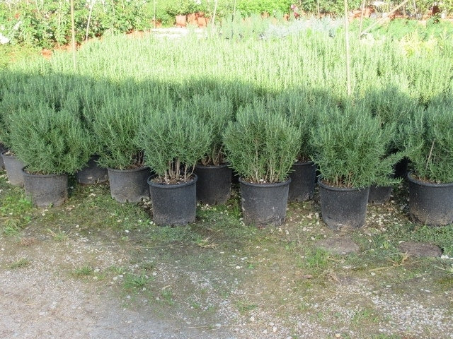  Rozemarijn (Rosmarinus Officinalis)