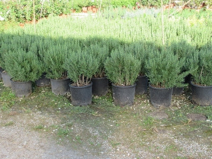  Rozemarijn (Rosmarinus Officinalis)