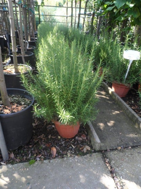  Rozemarijn (Rosmarinus Officinalis)