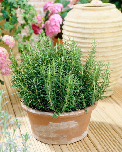 Rozemarijn (Rosmarinus Officinalis)