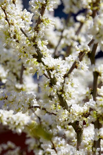  Chinese Judasboom (Cercis Chinensis 'Shirobana')