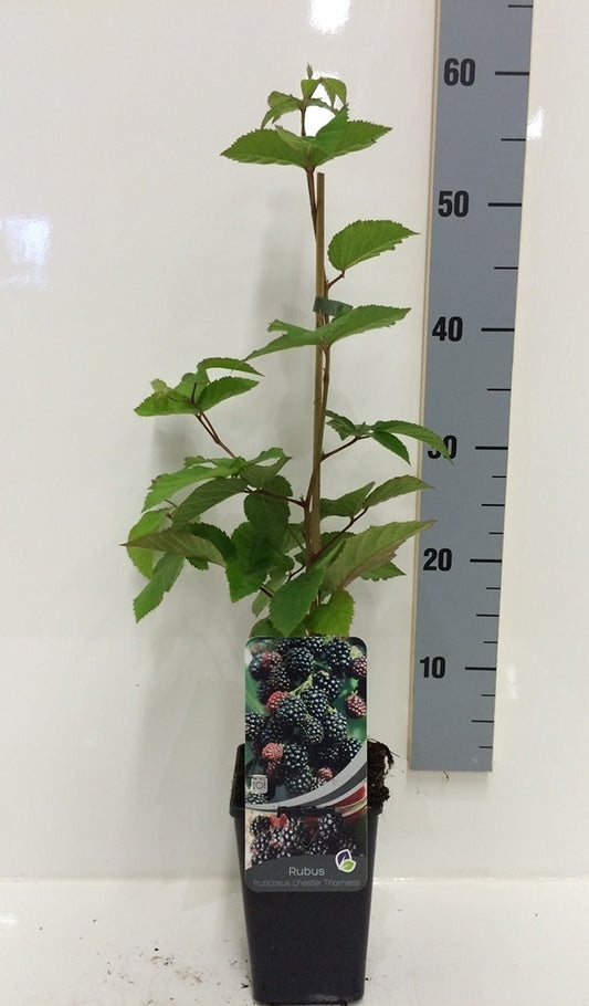  Braam (Rubus Fruticosa 'Chester Thornless')