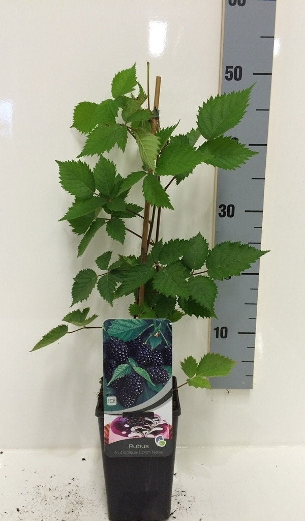  Braam (Rubus Fruticosa 'Loch Ness')