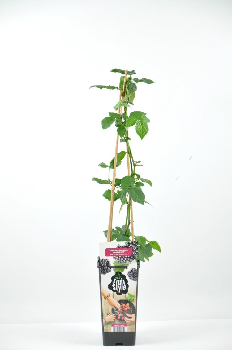  Zwarte Doornloze Braam (Rubus Fruticosus 'Navaho'®)