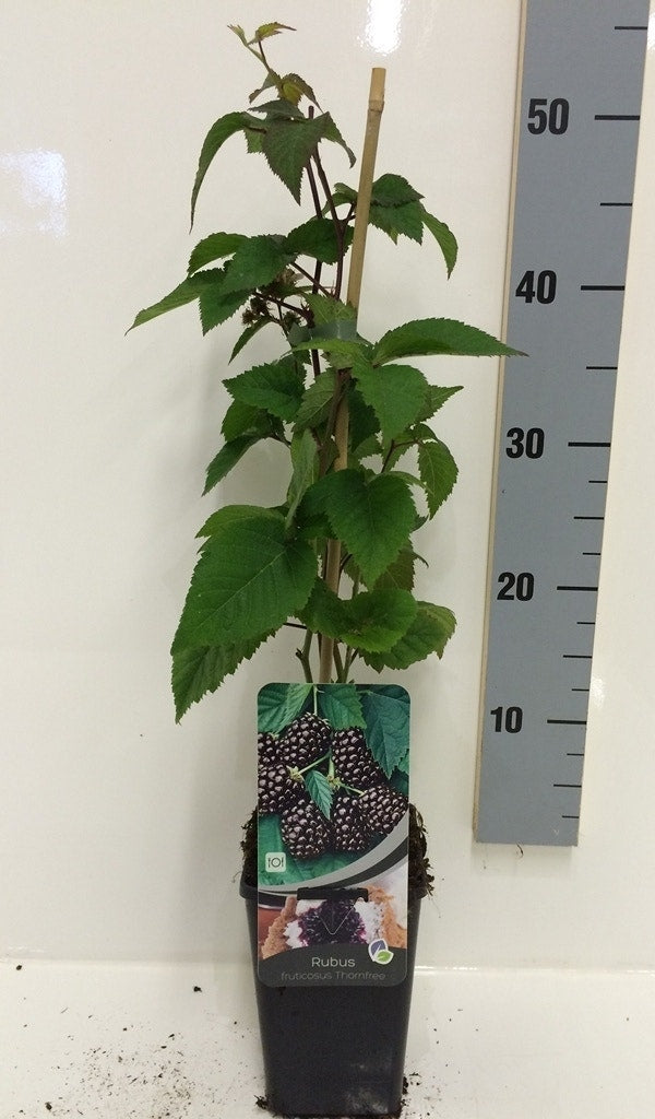  Braam (doornloos) (Rubus Fruticosus 'Thornfree')