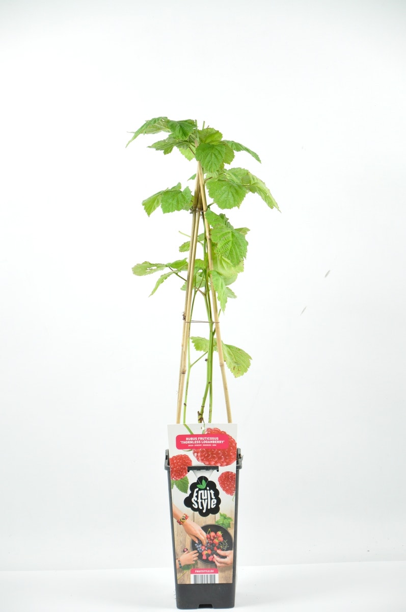  Loganbes (Rubus Fruticosus 'Loganberry')