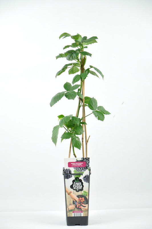  Braam (Rubus Frut. 'Triple Crown')